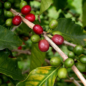 Understanding Why Kona Coffee Costs More Than Other Coffees